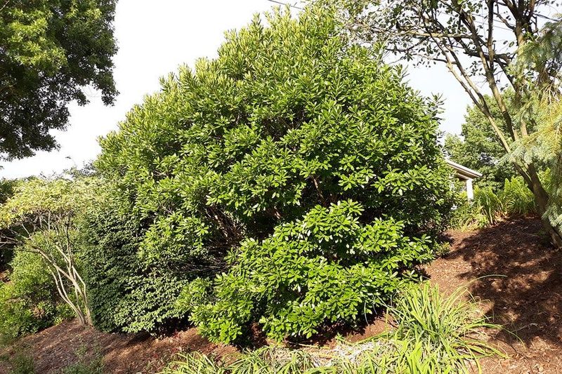 Dense Growth That Slows The Wind