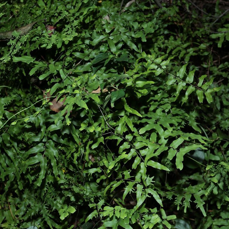Dense Mats That Block Light From Reaching Host Branches