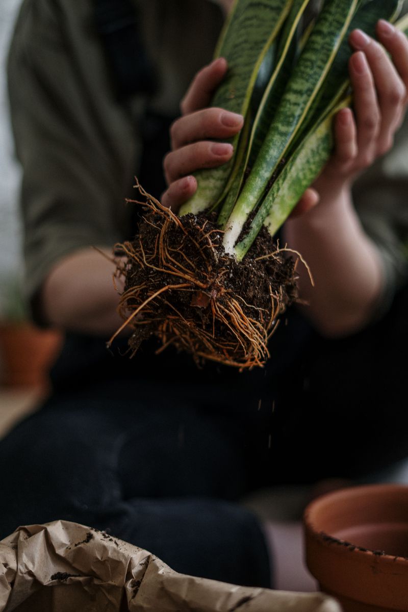 Dense Potting Mix Is Limiting Airflow To The Roots
