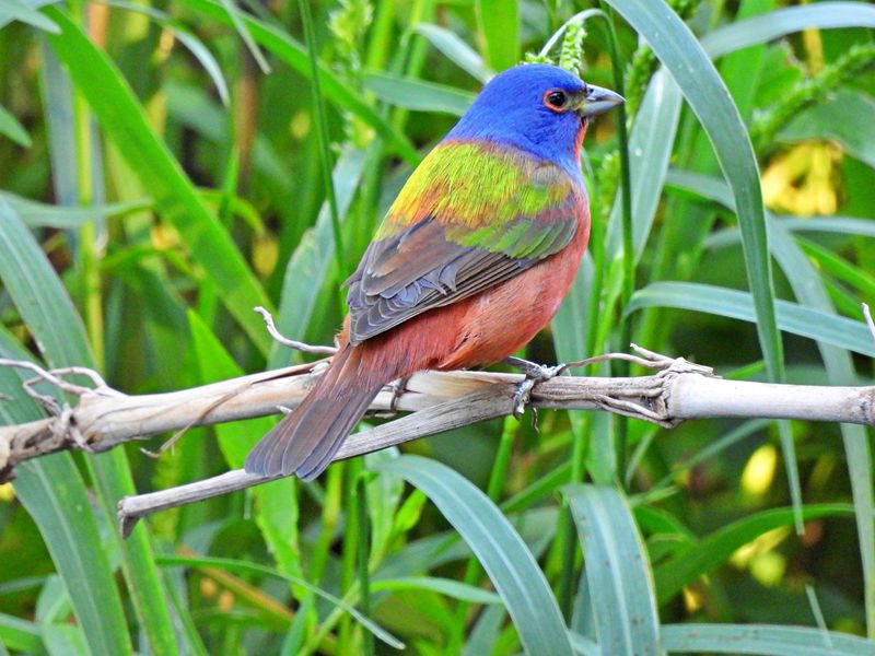 Dense Shrub Layers Painted Buntings Use For Cover