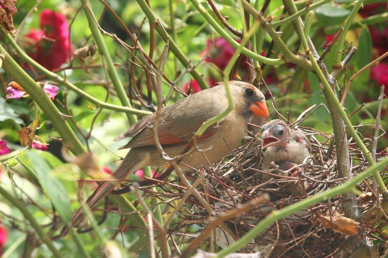 Dense Shrubs Give Pairs Cover And Future Nest Sites