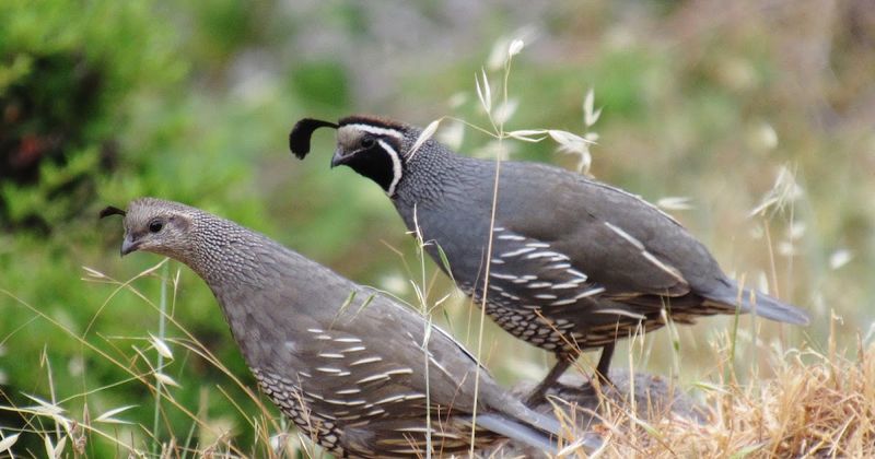 Dense Shrubs Give Them Escape Cover