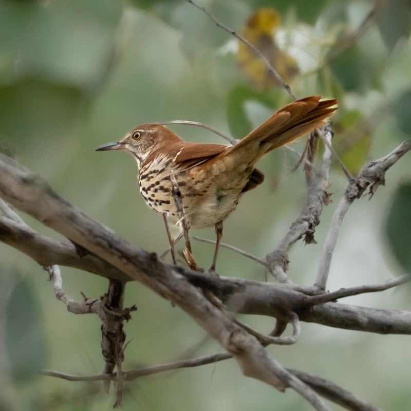 Dense Shrubs Give Thrashers Cover While They Forage Dense Shrubs Give Thrashers Cover While They Forage