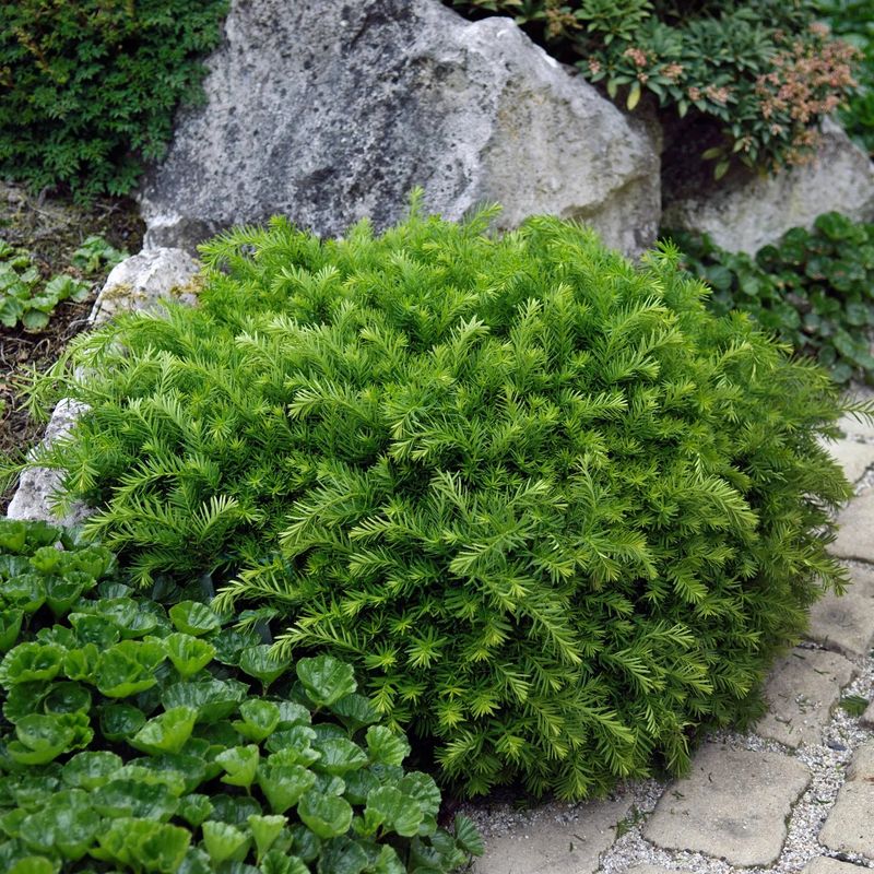 Dense Spreading Yew 'Densiformis' Dense Spreading Yew 'Densiformis'
