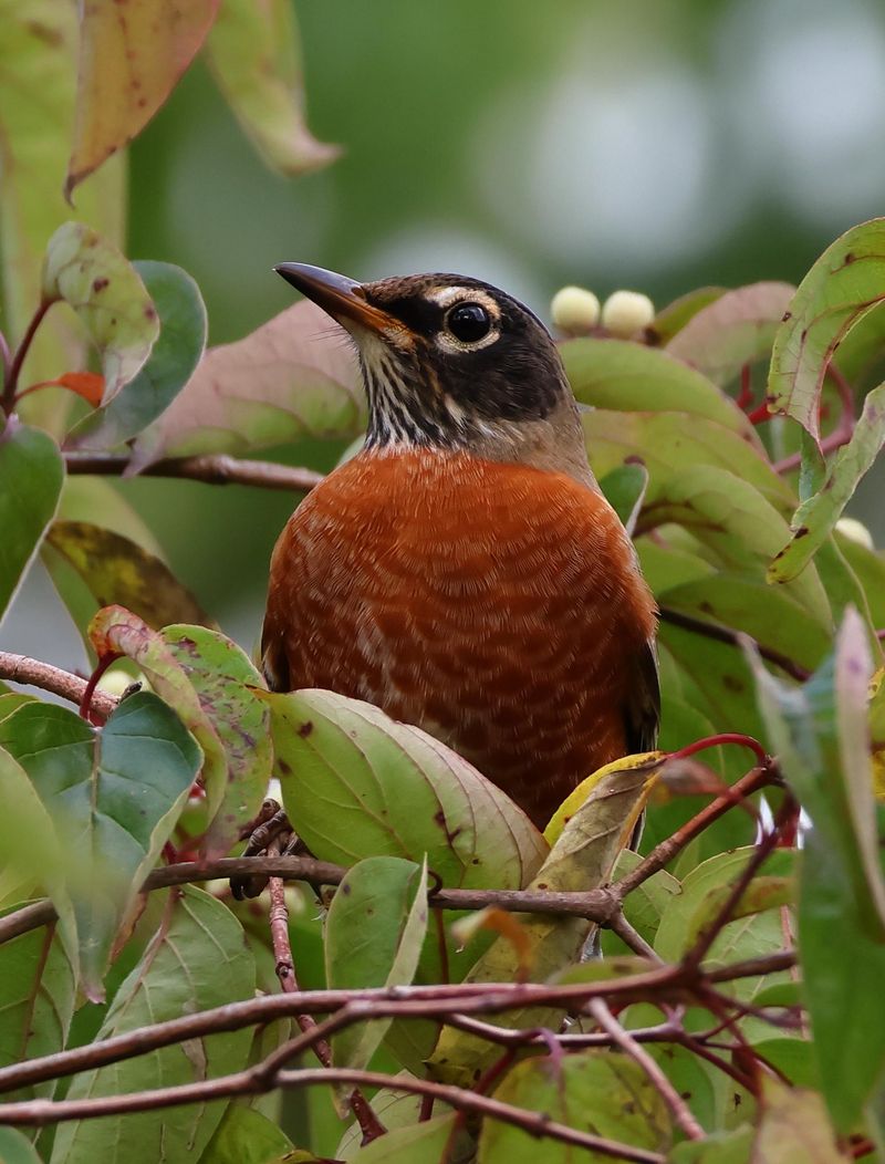 Dense Trees And Shrubs Give Visiting Flocks Safe Shelter