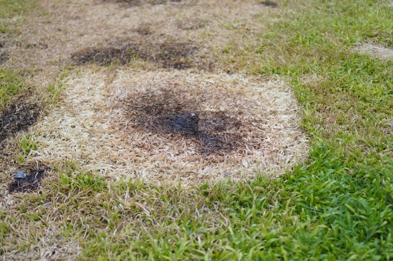 Dense Turf Traps Humidity Dense Turf Traps Humidity