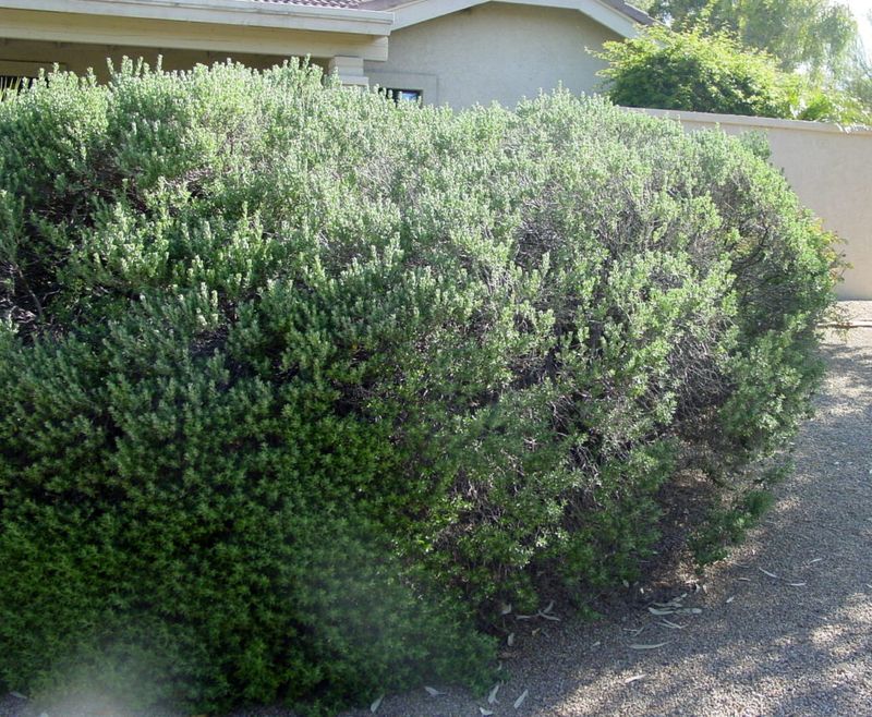 Dense greenery can provide resting cover Dense greenery can provide resting cover