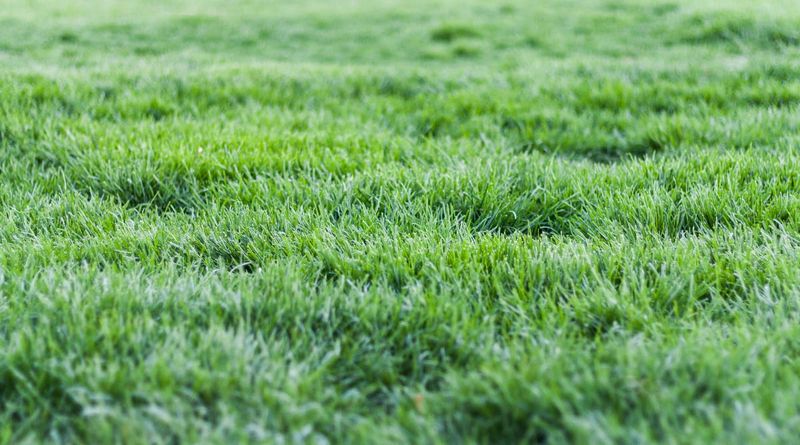 Dense turf leaves less exposed soil Dense turf leaves less exposed soil