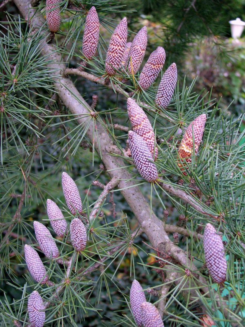 Deodar Cedars Shed Pollen In Fall Rather Than Spring Deodar Cedars Shed Pollen In Fall Rather Than Spring