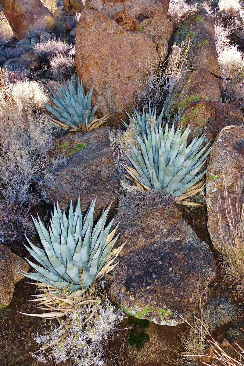 Desert Agave