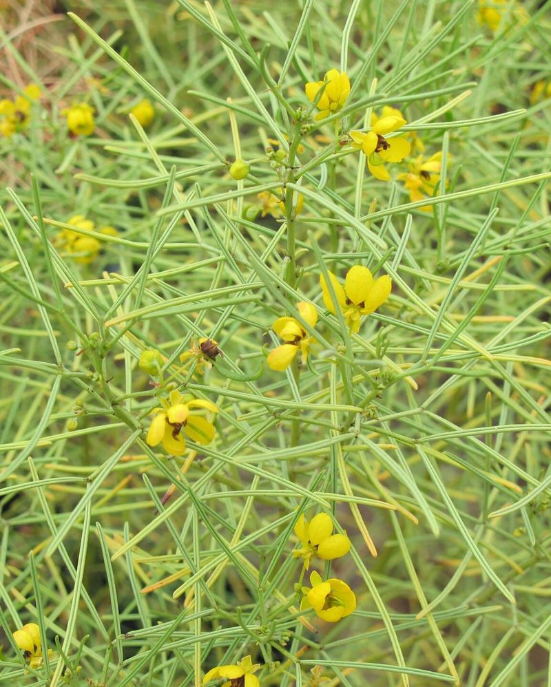 Desert Cassia