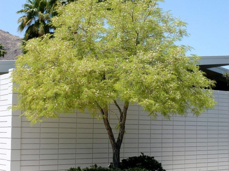 Desert Fern Tree Desert Fern Tree