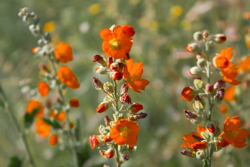 Desert Globemallow