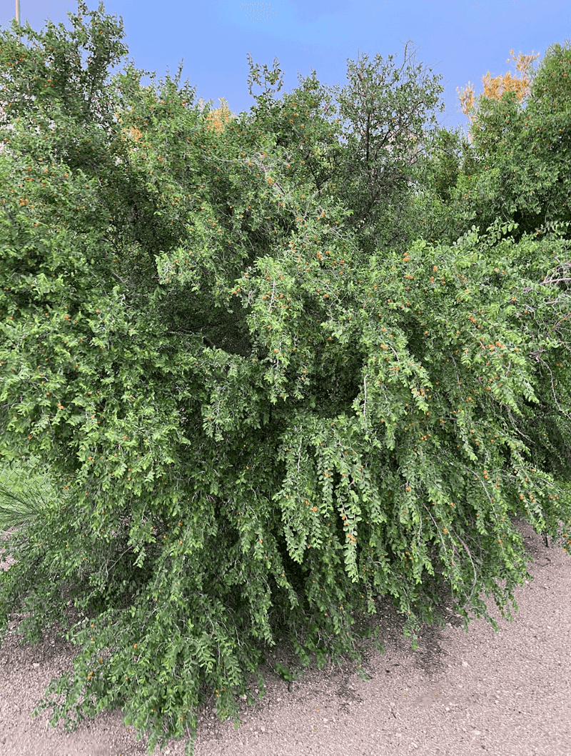 Desert Hackberry (Celtis pallida) Desert Hackberry (Celtis pallida)