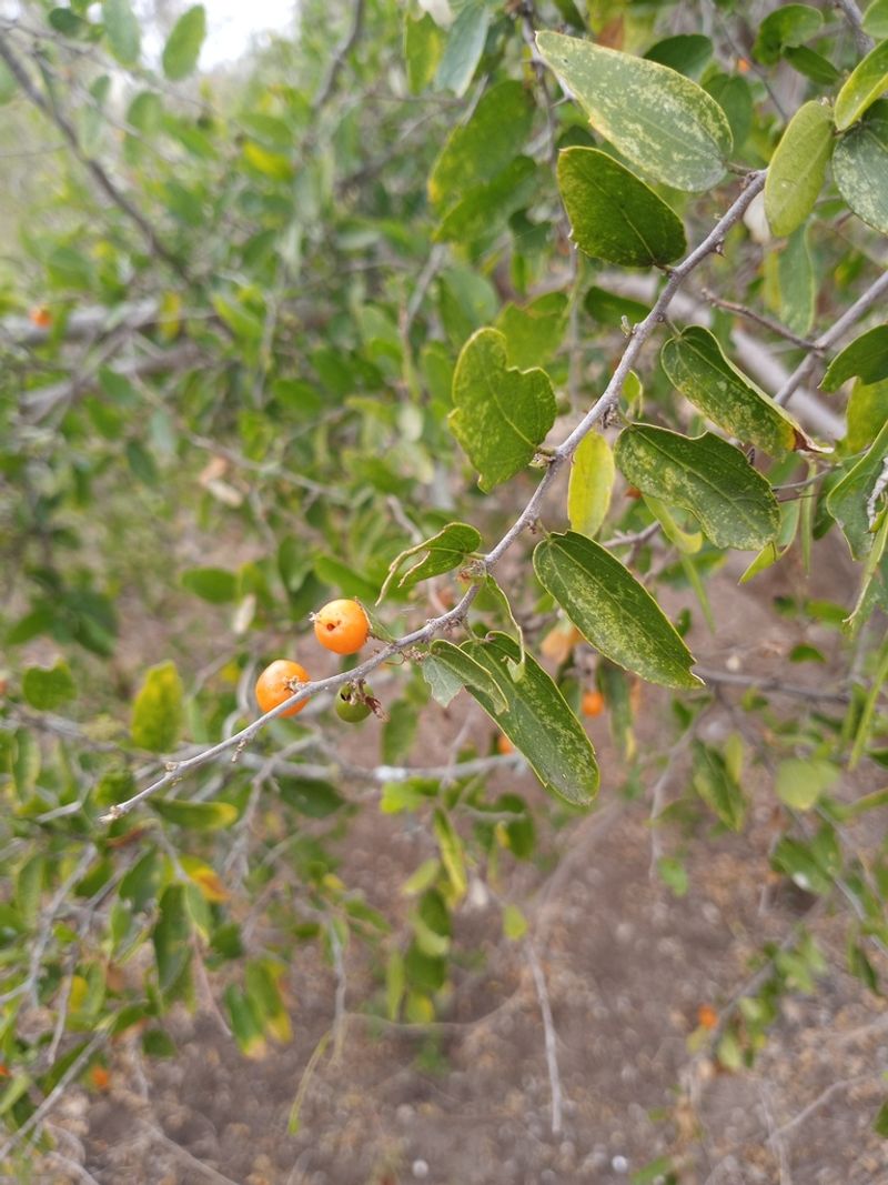 Desert Hackberry Desert Hackberry