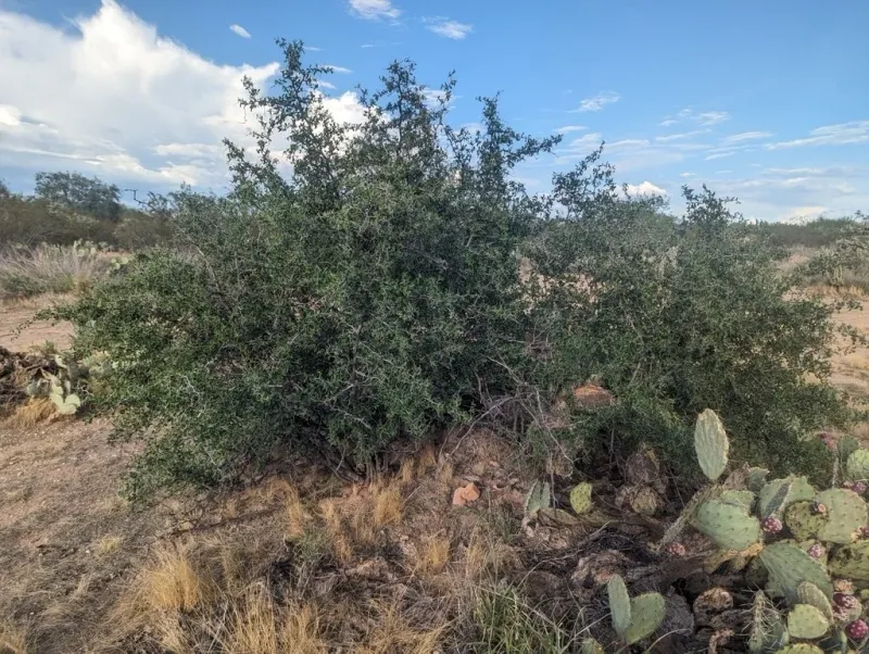 Desert Hackberry Desert Hackberry