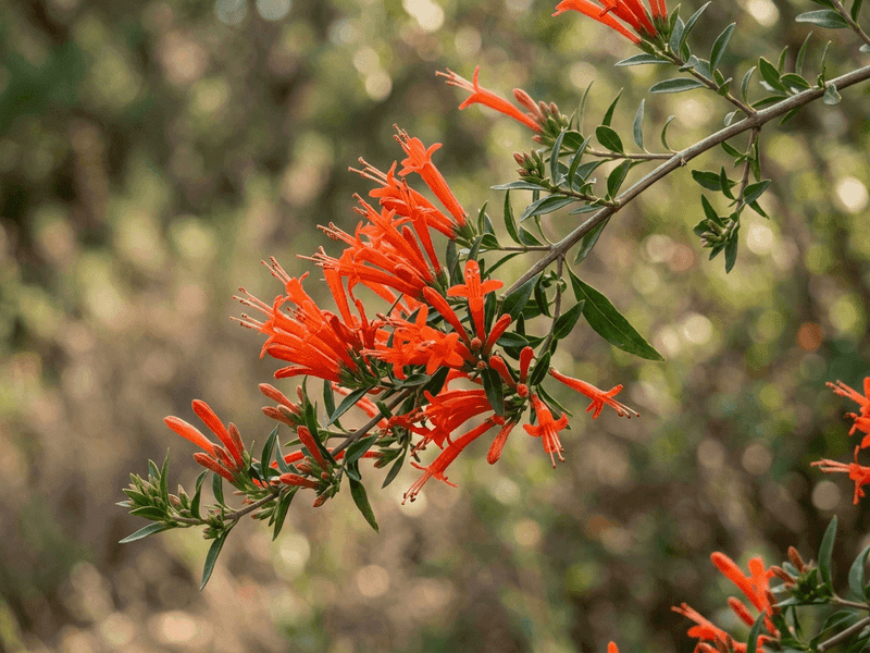 Desert Honeysuckle