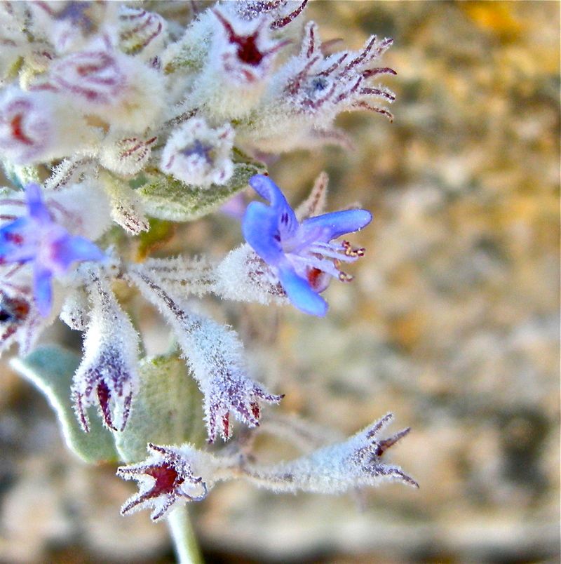 Desert Lavender Desert Lavender