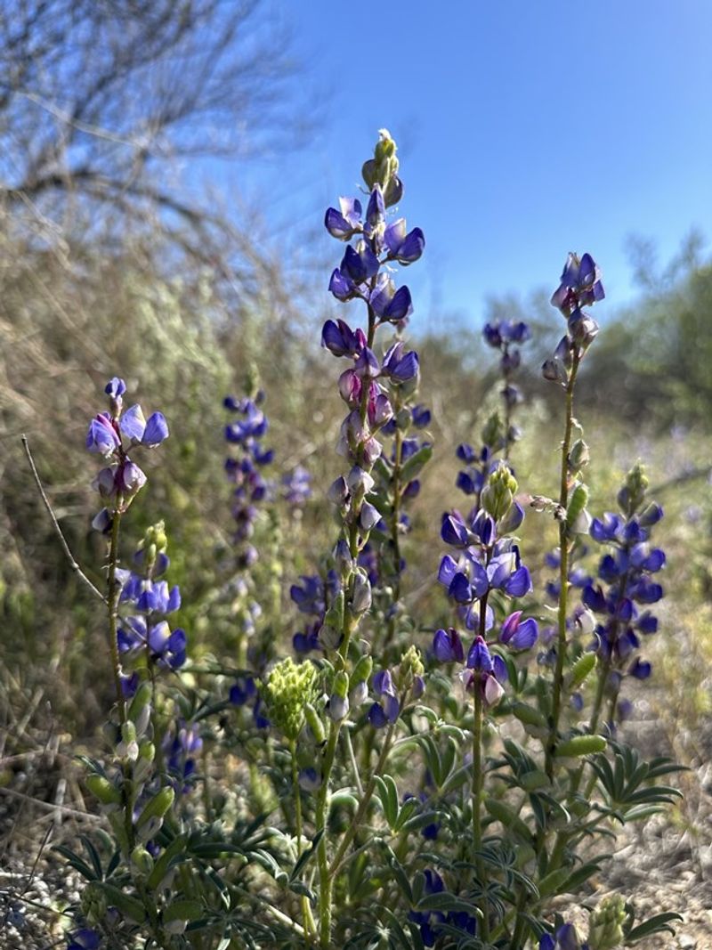 Desert Lupine Desert Lupine