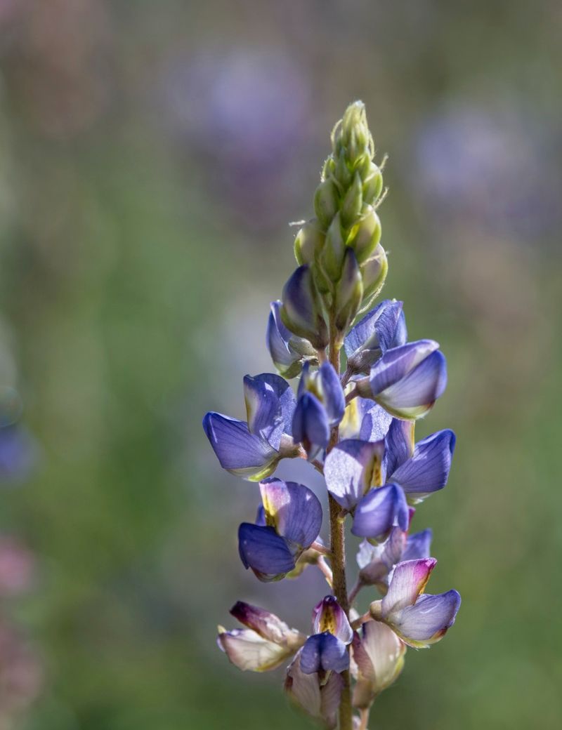 Desert Lupine