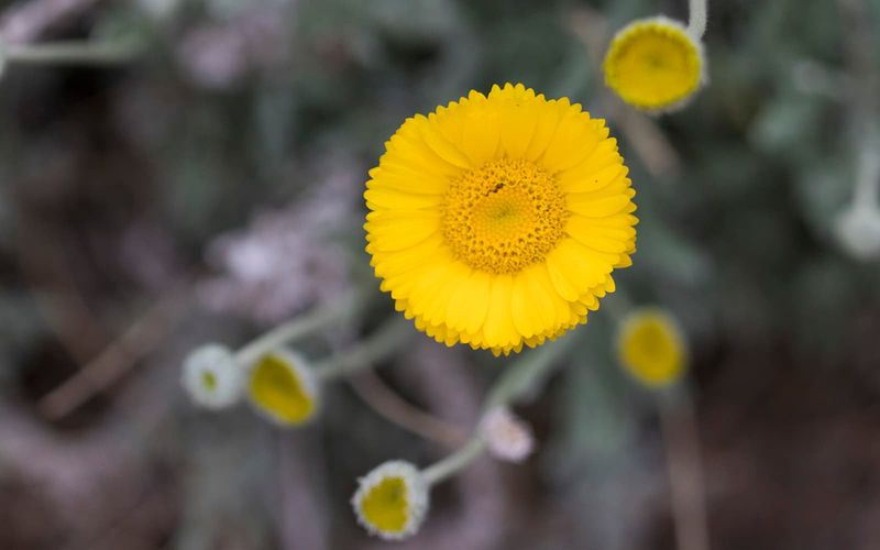 Desert Marigold