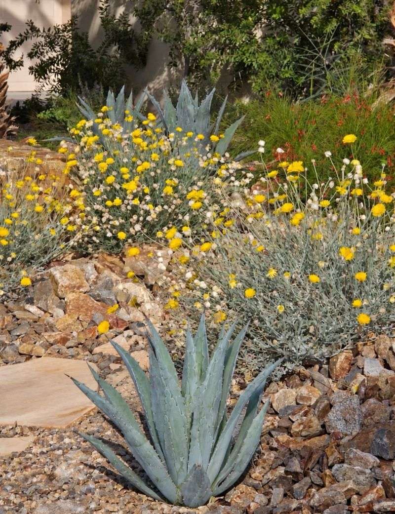 Desert Marigold Desert Marigold