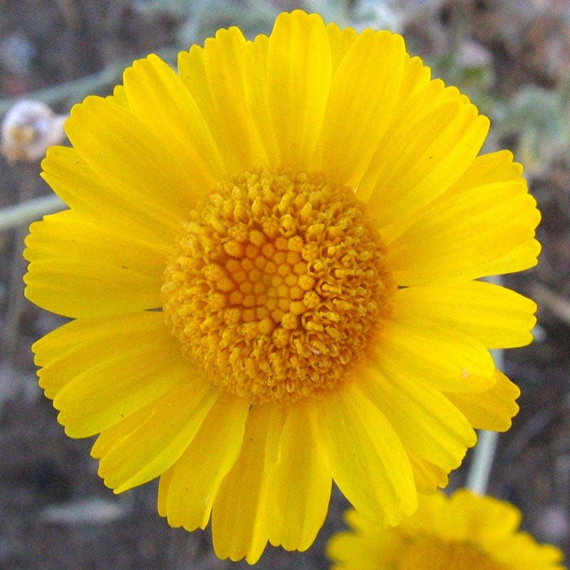 Desert Marigold Desert Marigold
