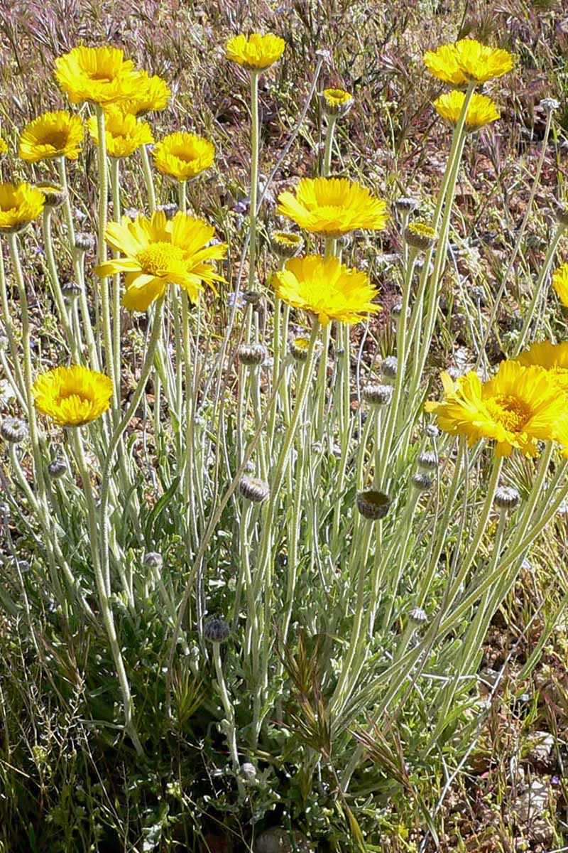 Desert Marigold Desert Marigold