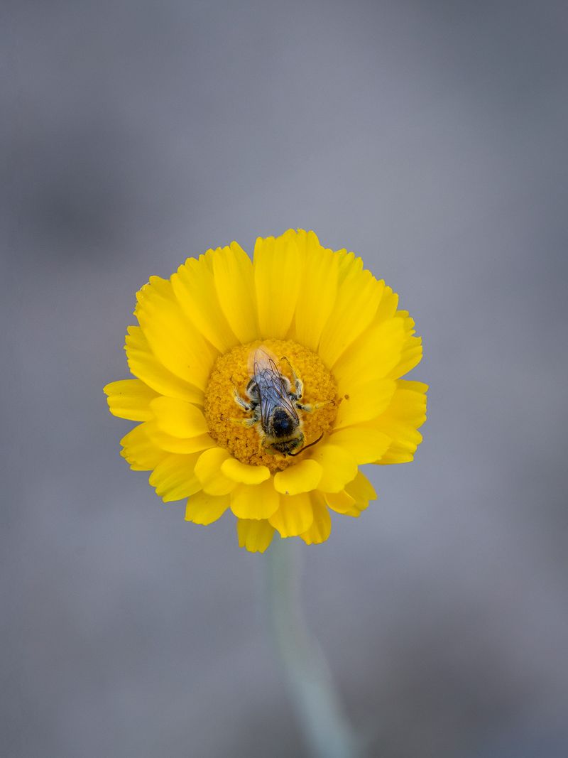 Desert Marigold