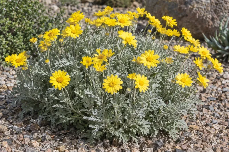 Desert Marigold