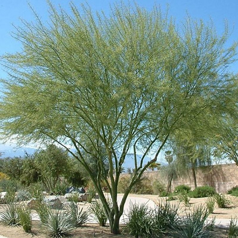 Desert Museum Palo Verde