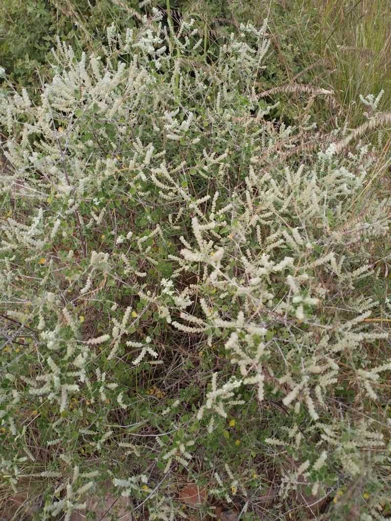 Desert Oregano