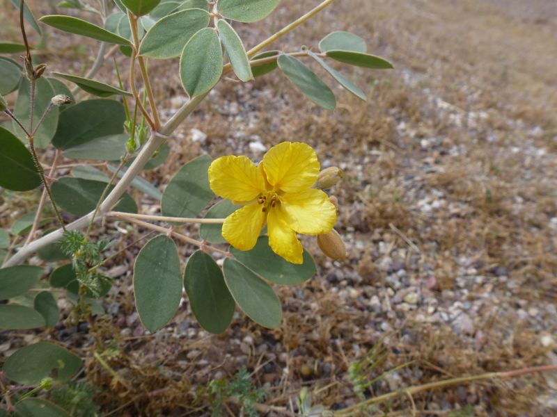 Desert Senna Desert Senna