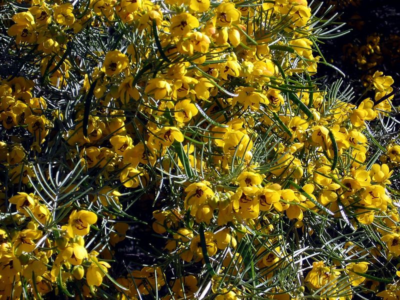 Desert Senna Desert Senna