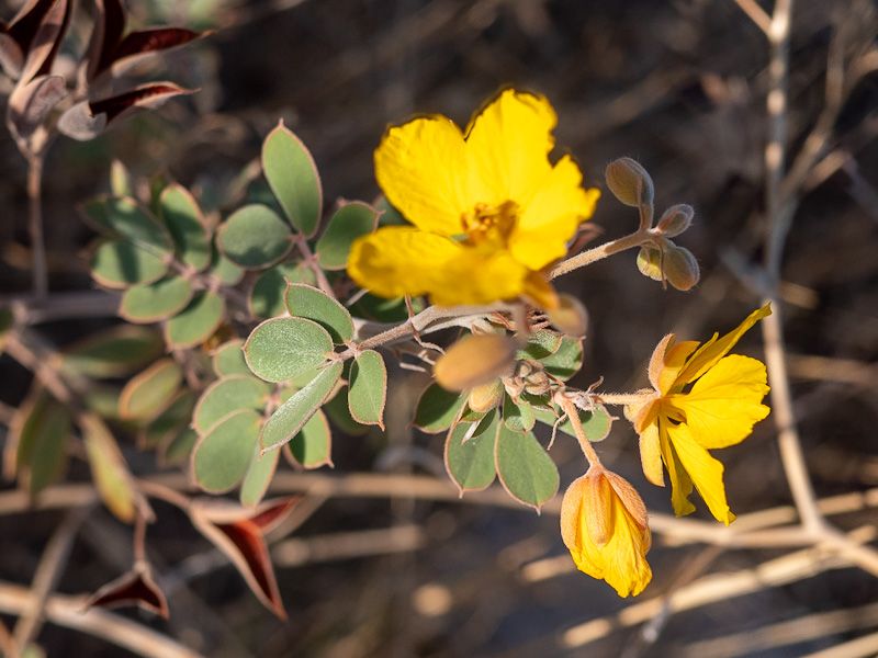 Desert Senna