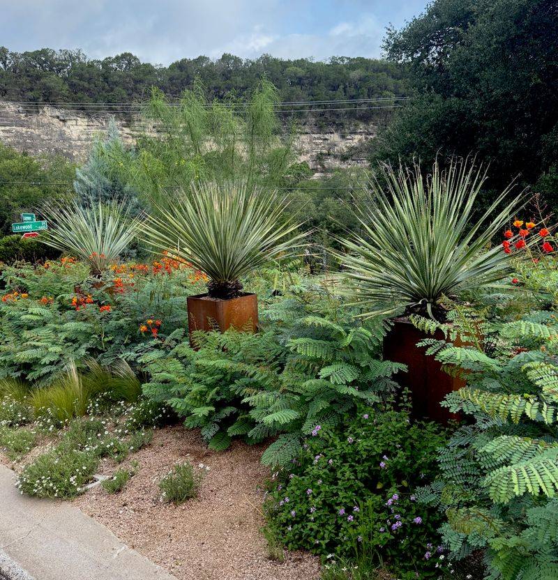 Desert Spoon and Black Dalea