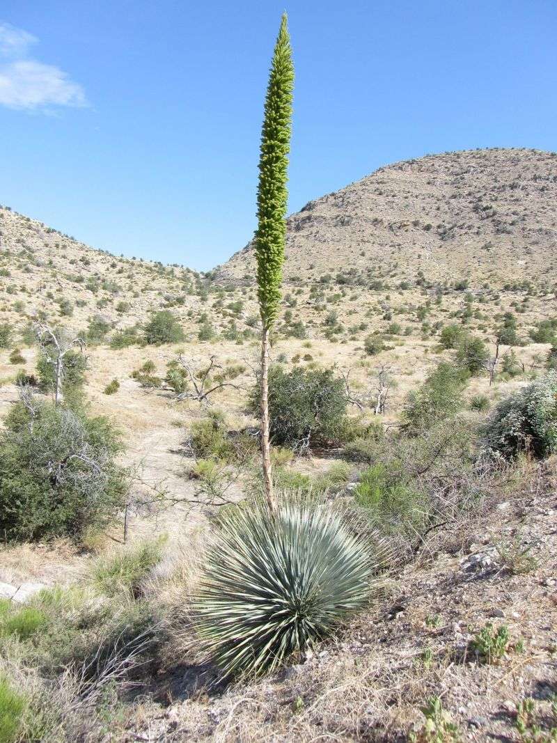 Desert Spoon