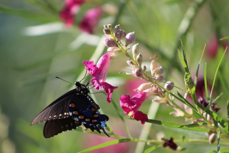 Desert Willow Desert Willow
