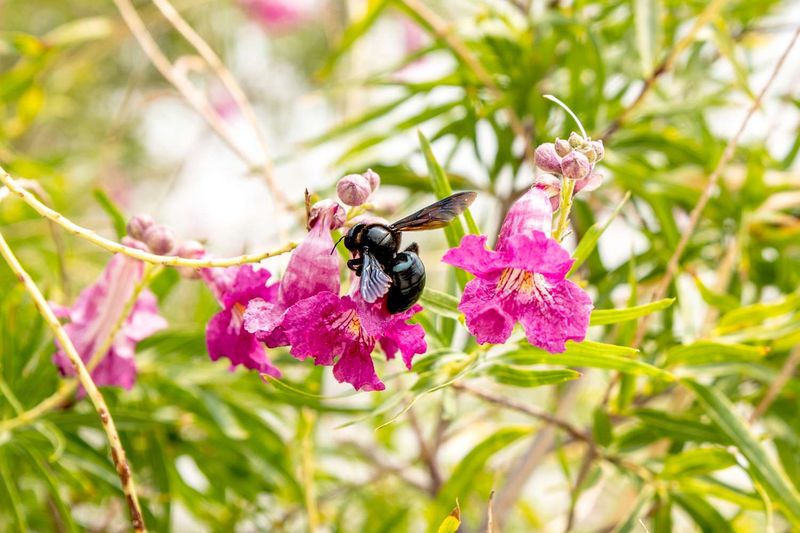 Desert Willow