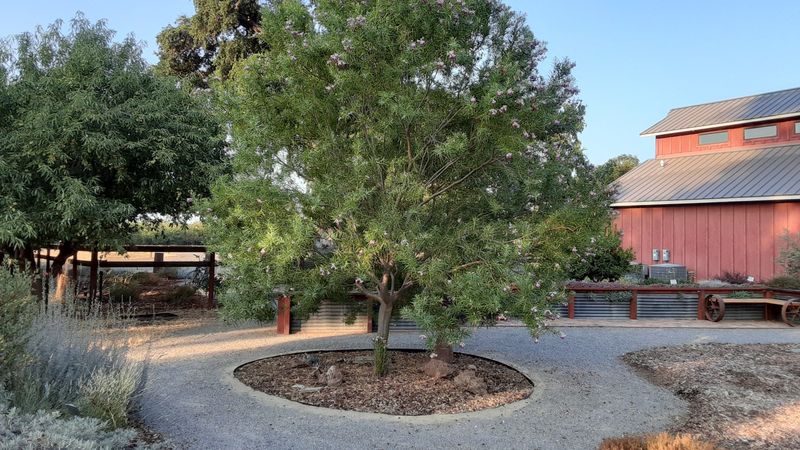 Desert Willow Desert Willow