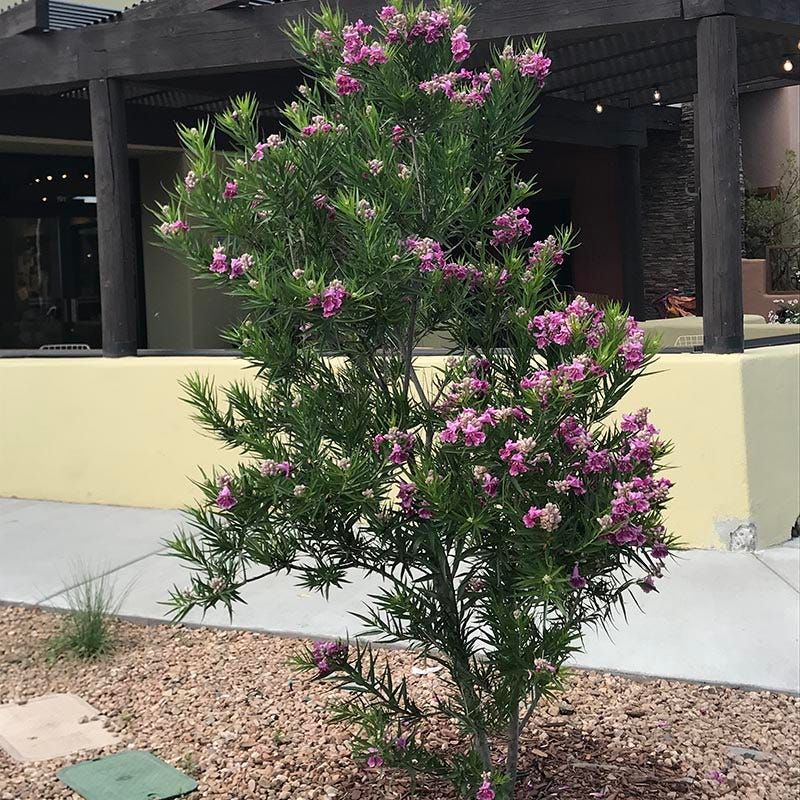 Desert Willow