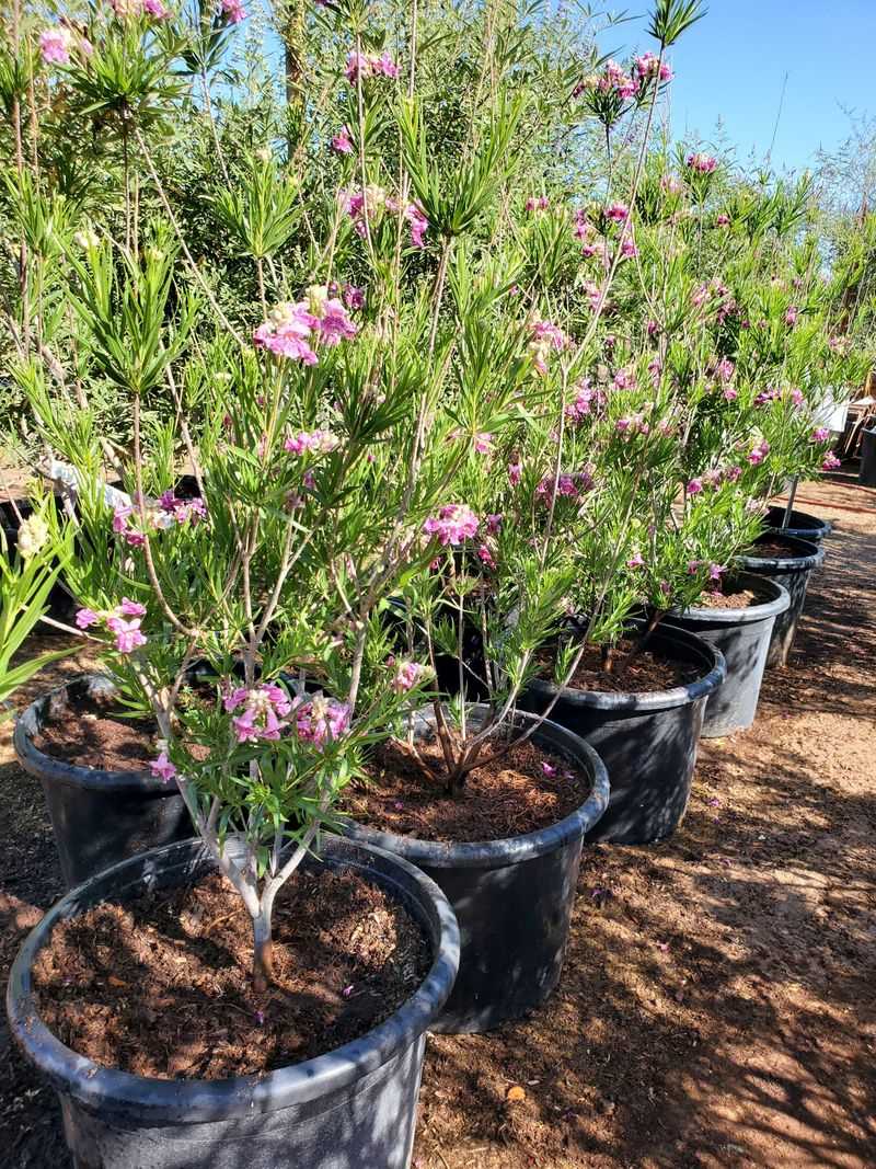 Desert Willow