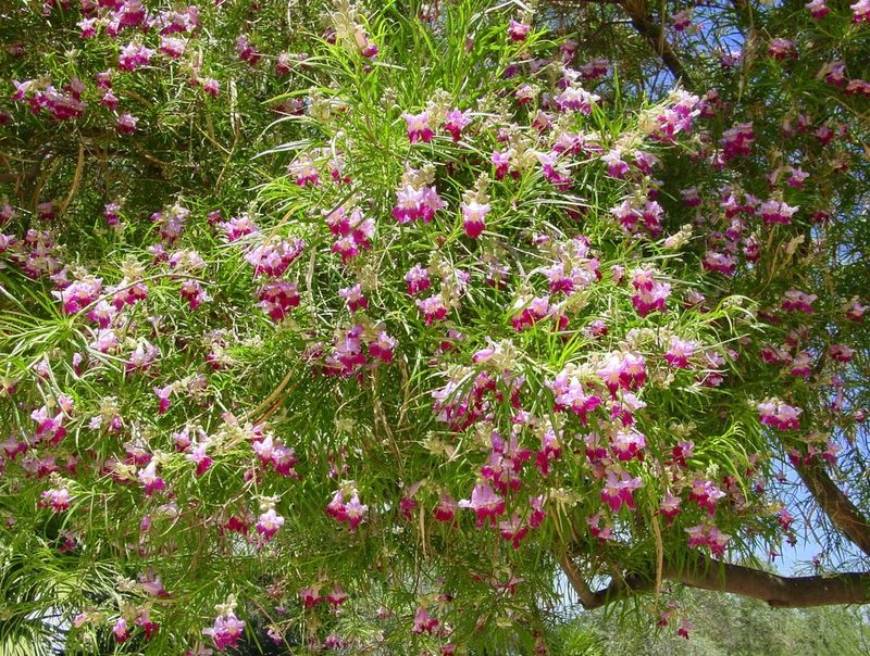 Desert Willow (Chilopsis linearis) Desert Willow (Chilopsis linearis)