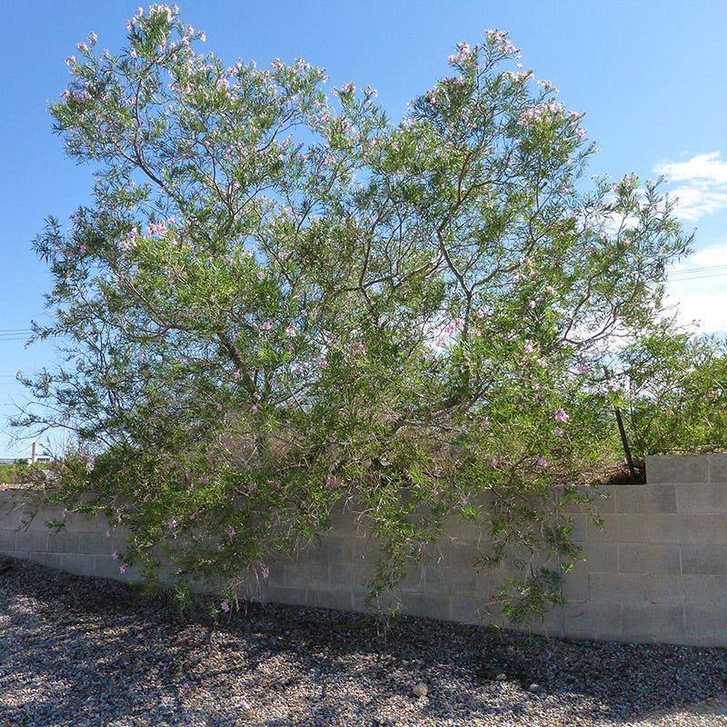 Desert Willow (Chilopsis linearis) Desert Willow (Chilopsis linearis)