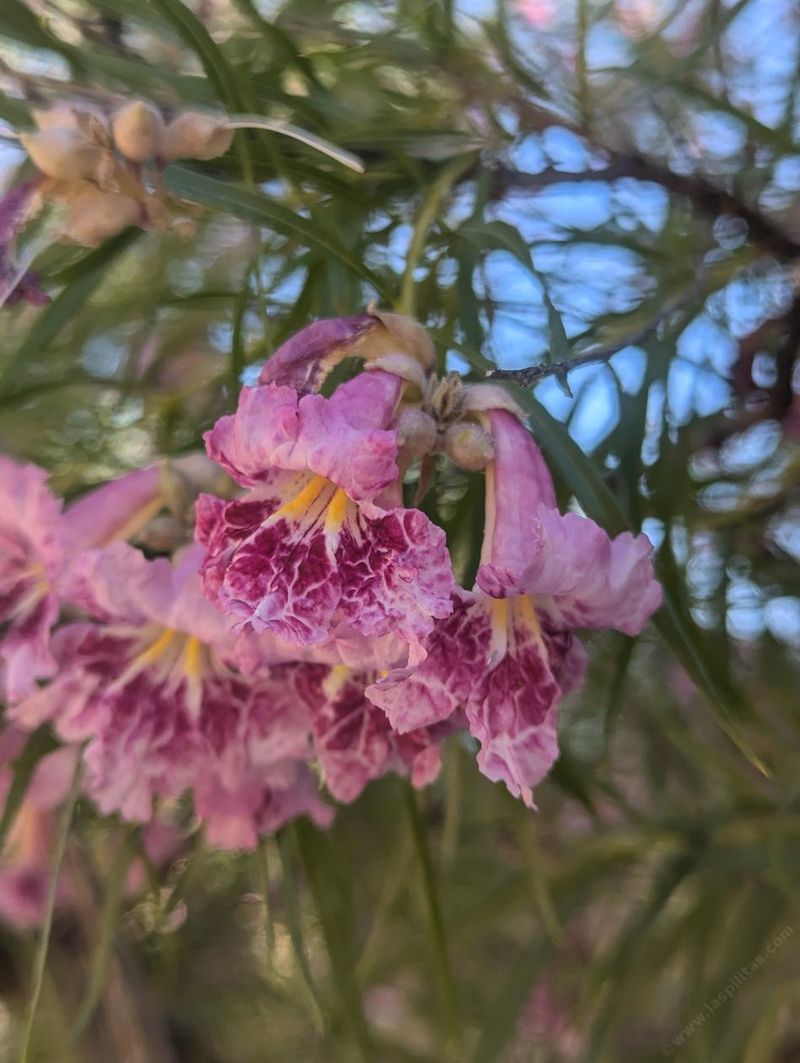 Desert Willow Thrives In Hot Inland Yards Desert Willow Thrives In Hot Inland Yards
