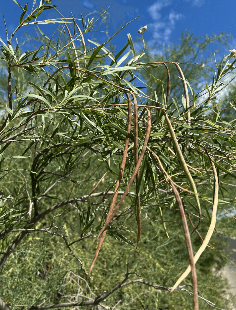 Desert Willow Desert Willow