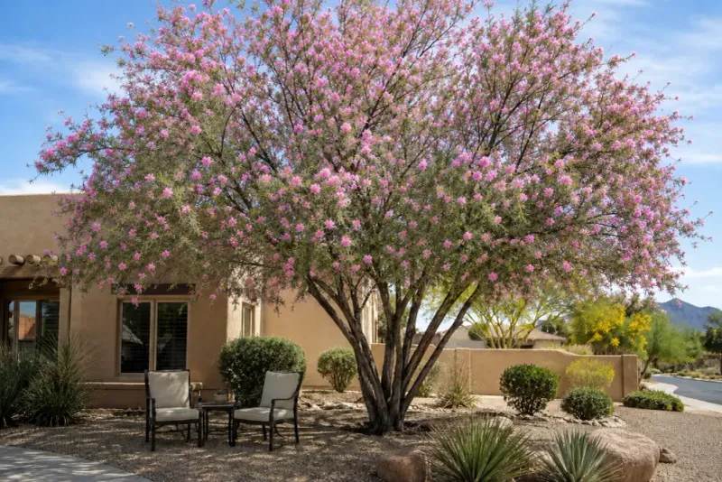 Desert Willow
