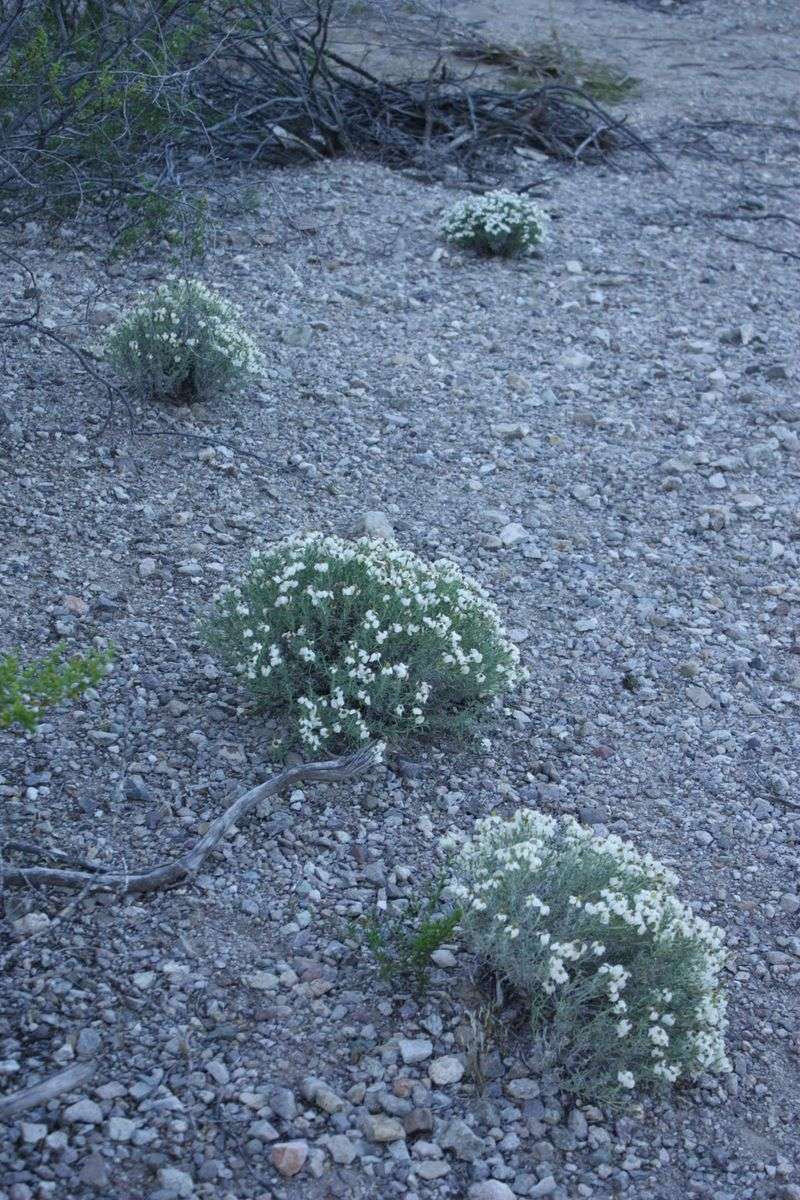 Desert Zinnia