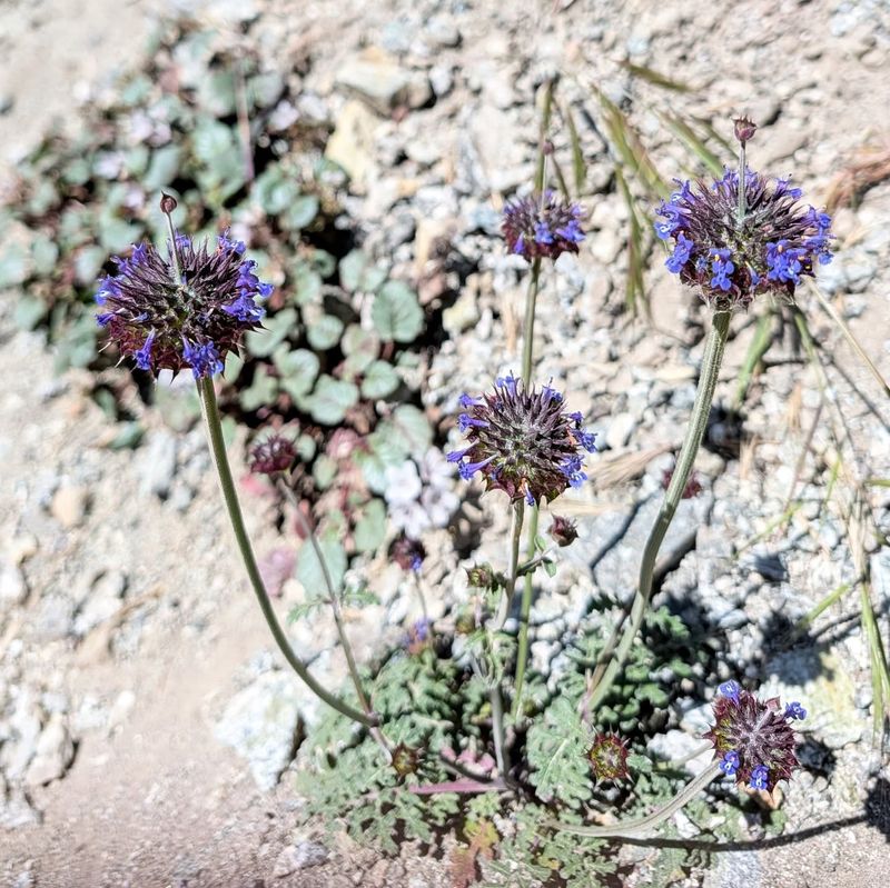 Desert chia offers seasonal flowers, not a lasting hedge