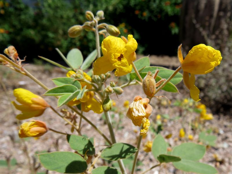 Desert senna is a native host-plant choice